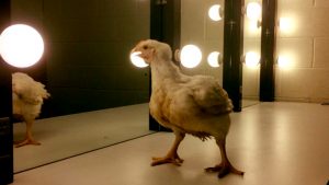Chicken in Dressing Room