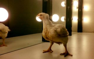 Chicken in Dressing Room